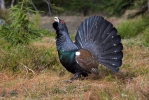 Capercaillie