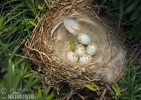 Carduelis cannabina