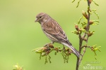 Carduelis cannabina