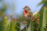 Carduelis cannabina