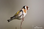 Carduelis carduelis