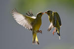 Carduelis chloris