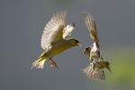 Carduelis chloris