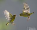 Carduelis chloris