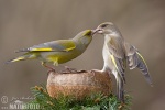 Carduelis chloris