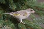 Carduelis chloris