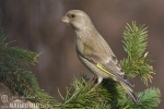 Carduelis chloris