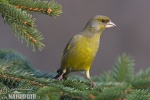 Carduelis chloris