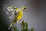 Carduelis chloris