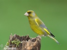 Carduelis chloris