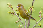 Carduelis chloris