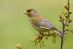 Carduelis chloris