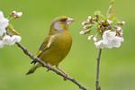 Carduelis chloris