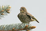 Carduelis chloris