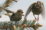 Carduelis chloris