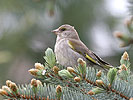 Carduelis chloris