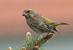 Carduelis chloris