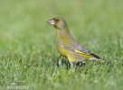 Carduelis chloris