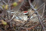 Carduelis flammea