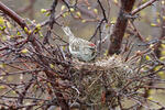 Carduelis flammea