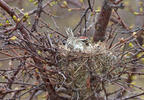 Carduelis flammea