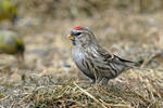 Carduelis flammea