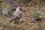 Carduelis flammea