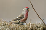 Carduelis flammea