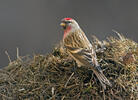 Carduelis flammea