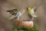 Carduelis spinus