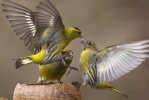 Carduelis spinus