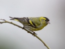 Carduelis spinus