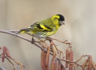 Carduelis spinus