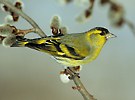 Carduelis spinus