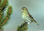 Carduelis spinus