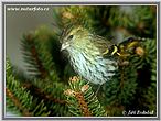 Carduelis spinus