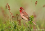 Carpodacus erythrinus