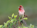 Carpodacus erythrinus