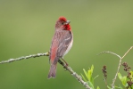 Carpodacus erythrinus