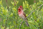 Carpodacus erythrinus