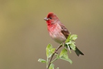 Carpodacus erythrinus