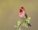 Carpodacus erythrinus