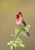 Carpodacus erythrinus