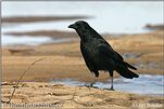 Carrion Crow