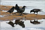 Carrion Crow