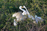 Casmerodius albus