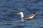 Caspian Gull