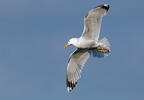 Caspian Gull