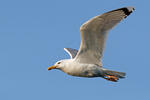 Caspian Gull