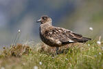 Catharacta skua